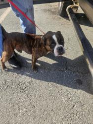 Reunited Male Dog last seen East Winston...East Third St/Graham Ave/First St, Winston-Salem, NC 27101