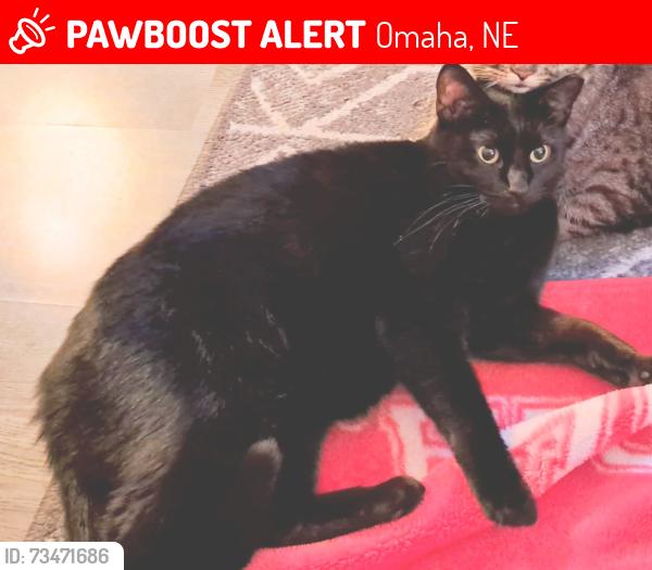 Lost Female Cat last seen 62nd & J, Omaha, NE 68117