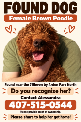 Found/Stray Female Dog last seen Close to Clark - 7 Eleven, Ocoee, FL 34761