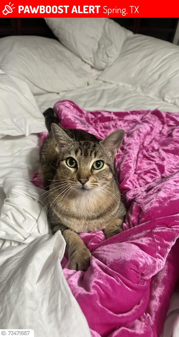 Lost Male Cat last seen Near Carelia lane, Spring, TX 77379