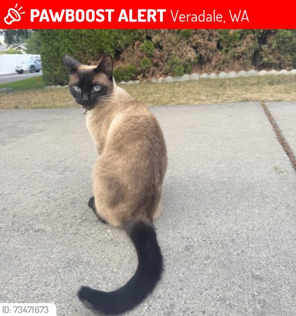 Lost Female Cat last seen 27th & Sullivan, Veradale, WA 99037