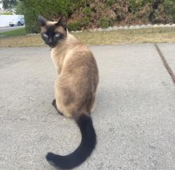 Lost Female Cat last seen 27th & Sullivan, Veradale, WA 99037