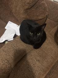 Found/Stray Male Cat last seen n gratz st, Philadelphia, PA 19132