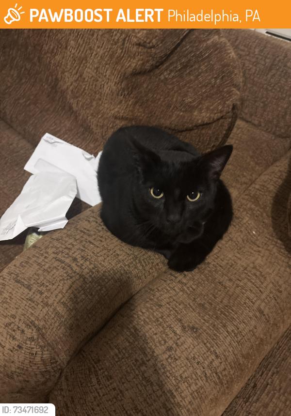 Found/Stray Male Cat last seen n gratz st, Philadelphia, PA 19132