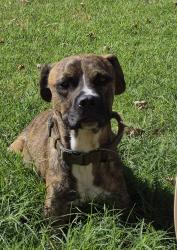 Found/Stray Male Dog last seen 50th and villa, Oklahoma City, OK 73112