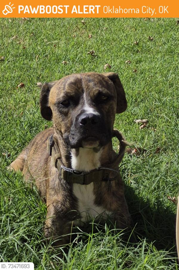 Found/Stray Male Dog last seen 50th and villa, Oklahoma City, OK 73112