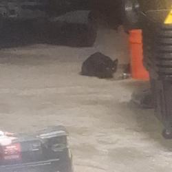Found/Stray Unknown Cat last seen 65th miller st, Arvada, CO 80004