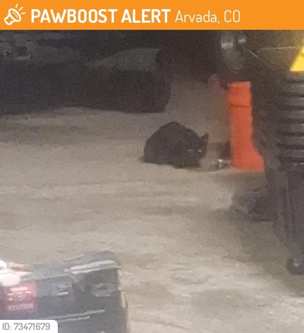 Found/Stray Unknown Cat last seen 65th miller st, Arvada, CO 80004