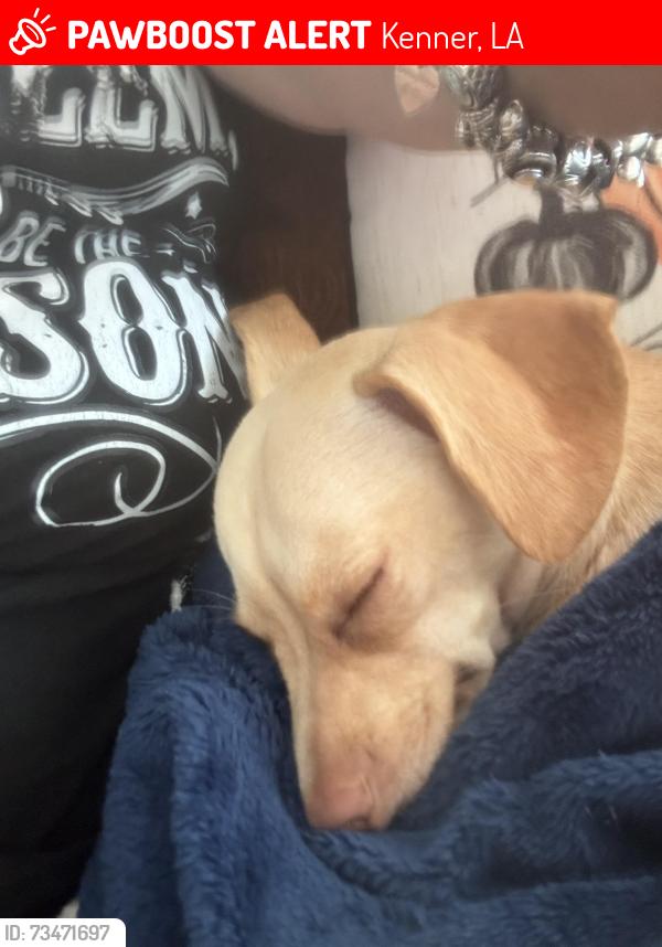Lost Female Dog last seen Compromise & 15 th, Kenner, LA 70062
