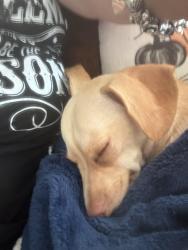 Lost Female Dog last seen Compromise & 15 th, Kenner, LA 70062