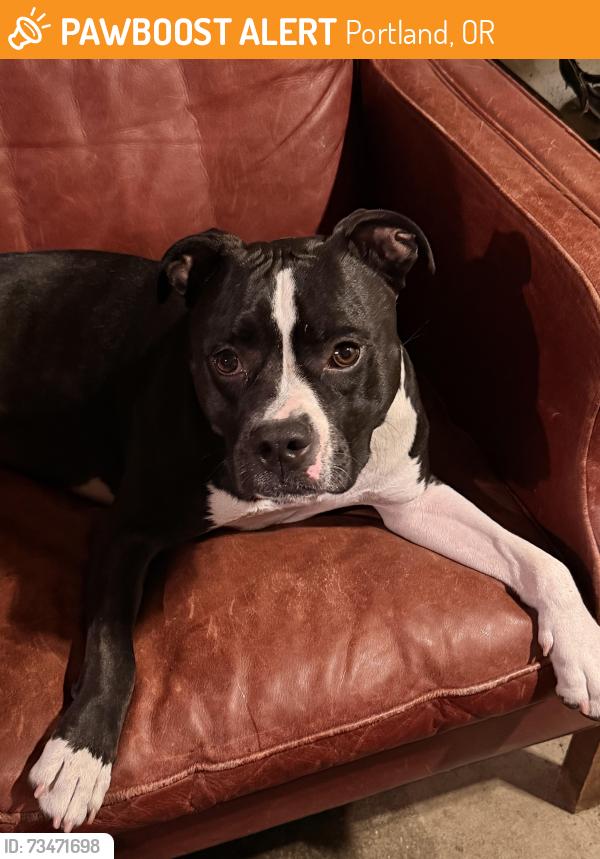 Found/Stray Female Dog last seen Se 34th and Francis st Portland OR, Portland, OR 97202
