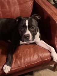 Found/Stray Female Dog last seen Se 34th and Francis st Portland OR, Portland, OR 97202