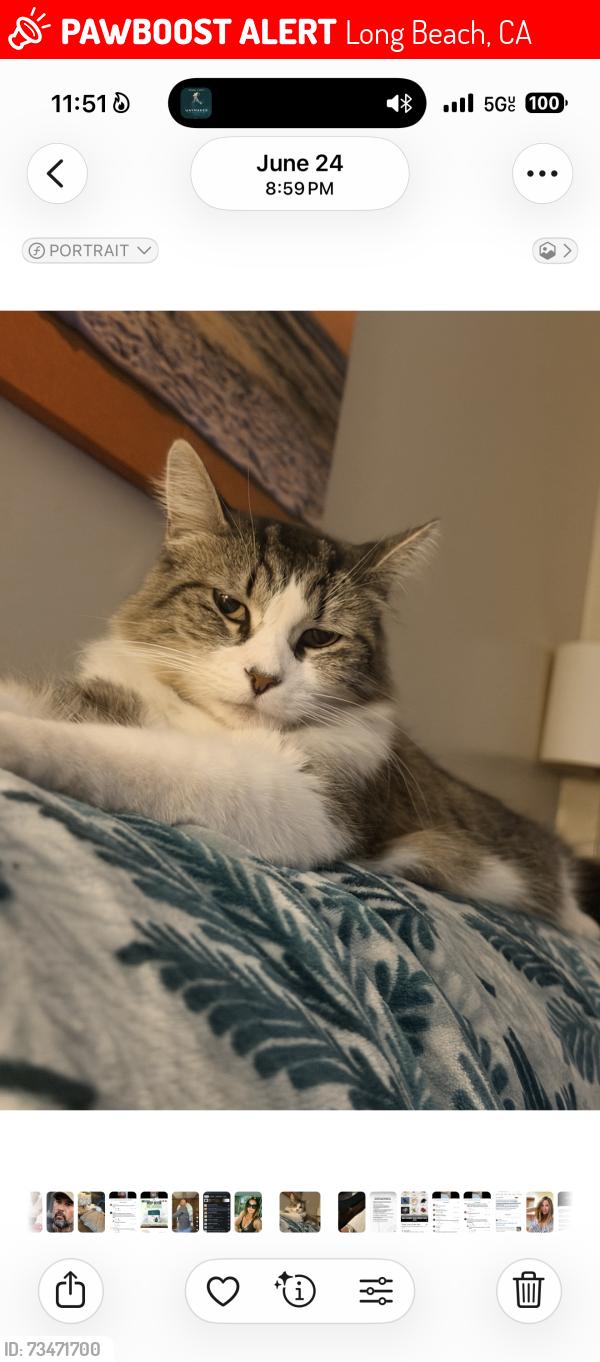 Lost Female Cat last seen Near Myrtle Ave Long Beach, Long Beach, CA 90805
