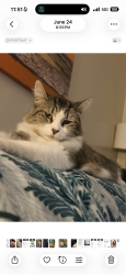 Lost Female Cat last seen Near Myrtle Ave Long Beach, Long Beach, CA 90805