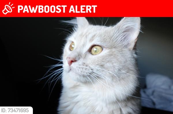 Lost Male Cat last seen First and Main apmts, Colorado Springs, CO 80922