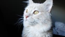 Lost Male Cat last seen First and Main apmts, Colorado Springs, CO 80922