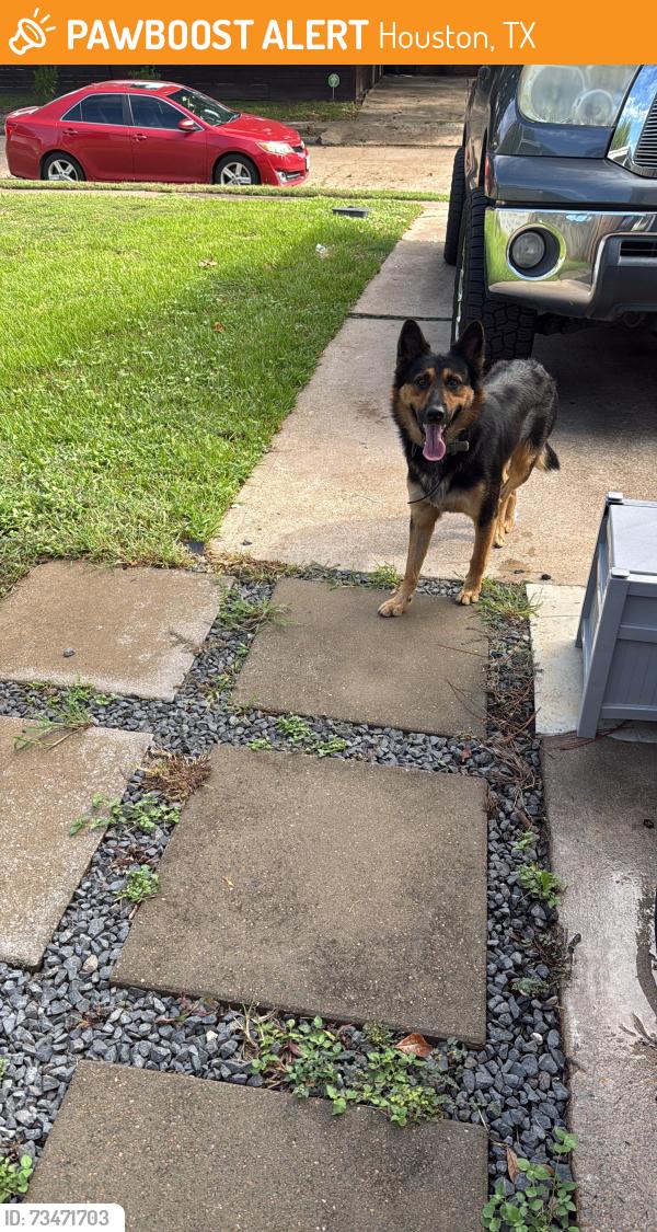 Found/Stray Male Dog last seen Marinette Dr Houston Texas, Houston, TX 77074