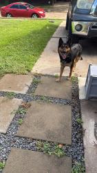 Found/Stray Male Dog last seen Marinette Dr Houston Texas, Houston, TX 77074