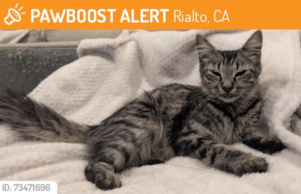 Found/Stray Unknown Cat last seen Entrance of Colony Club Community, Rialto, CA 92376