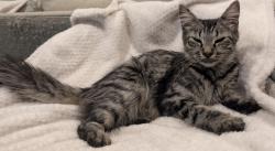 Found/Stray Unknown Cat last seen Entrance of Colony Club Community, Rialto, CA 92376
