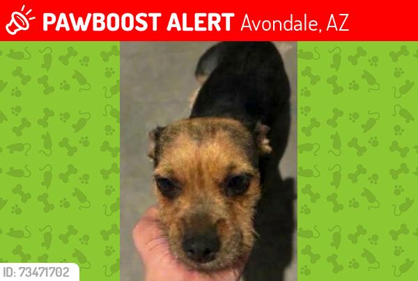 Lost Female Dog last seen S El Mirage rd and W Lower Buckeye Rd, Avondale, AZ 85323