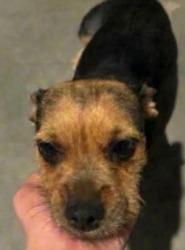 Lost Female Dog last seen S El Mirage rd and W Lower Buckeye Rd, Avondale, AZ 85323