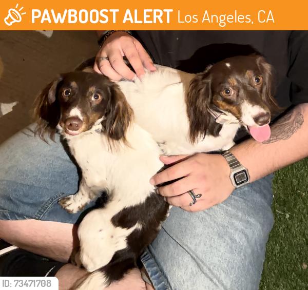 Found/Stray Female Dog last seen Near pacioma, Los Angeles, CA 91331