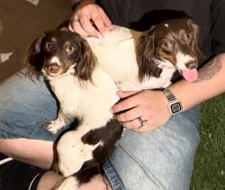 Found/Stray Female Dog last seen Near pacioma, Los Angeles, CA 91331