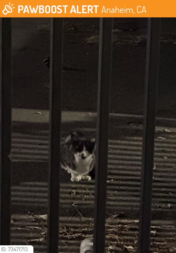 Found/Stray Unknown Cat last seen Near magnolia park, Anaheim, CA 92805