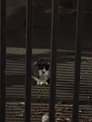 Found/Stray Unknown Cat last seen Near magnolia park, Anaheim, CA 92805