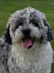 Lost Male Dog last seen S El Mirage rd and W Lower Buckeye Rd, Avondale, AZ 85323