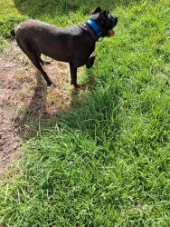 Lost Female Dog last seen West 18 st between 15 st of Ryan's st. Lakecharles La, Lake Charles, LA 70601