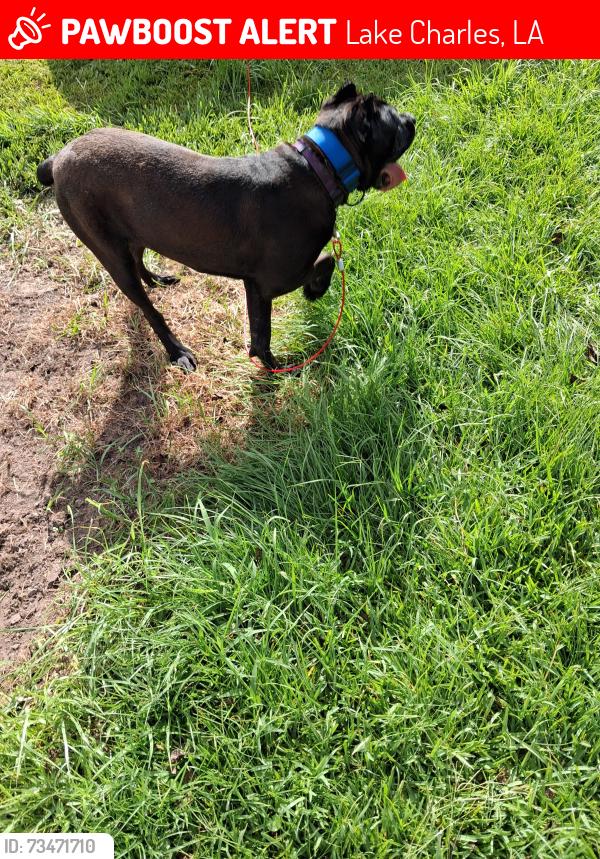 Lost Female Dog last seen West 18 st between 15 st of Ryan's st. Lakecharles La, Lake Charles, LA 70601