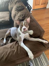 Lost Female Dog last seen Old shakopee rd, Bloomington, MN 55425