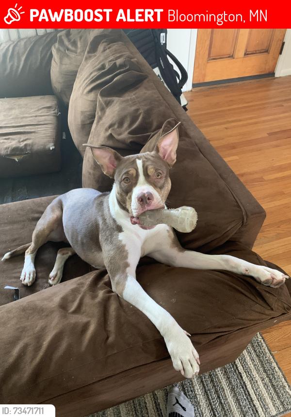 Lost Female Dog last seen Old shakopee rd, Bloomington, MN 55425