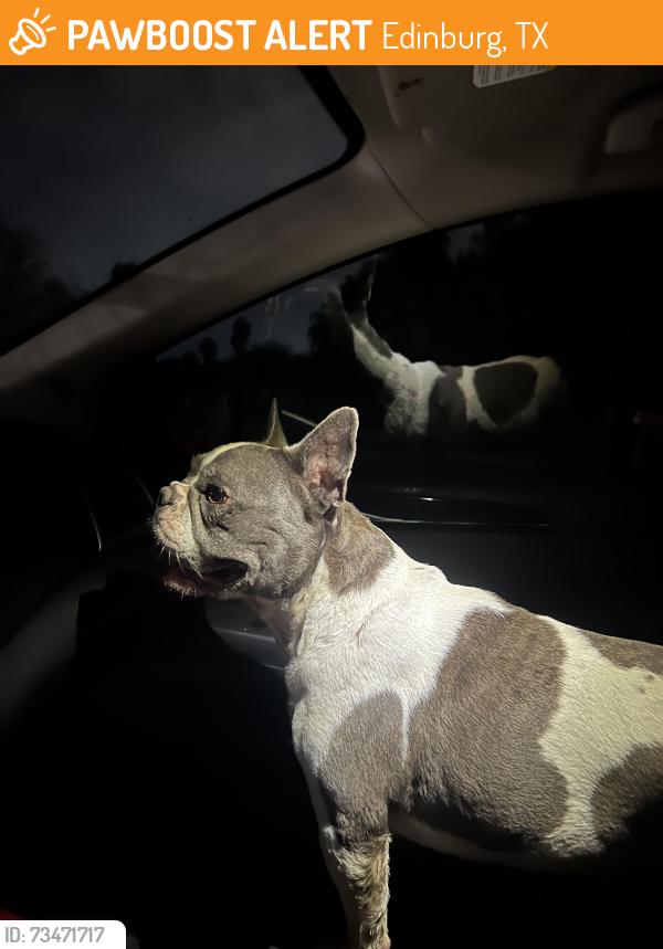 Found/Stray Female Dog last seen Near javis car wash, Edinburg, TX 78542