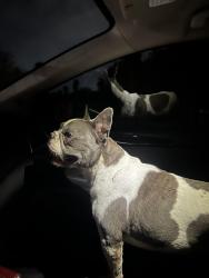Found/Stray Female Dog last seen Near javis car wash, Edinburg, TX 78542