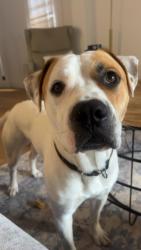 Found/Stray Male Dog last seen On the street, Norman, OK 73019