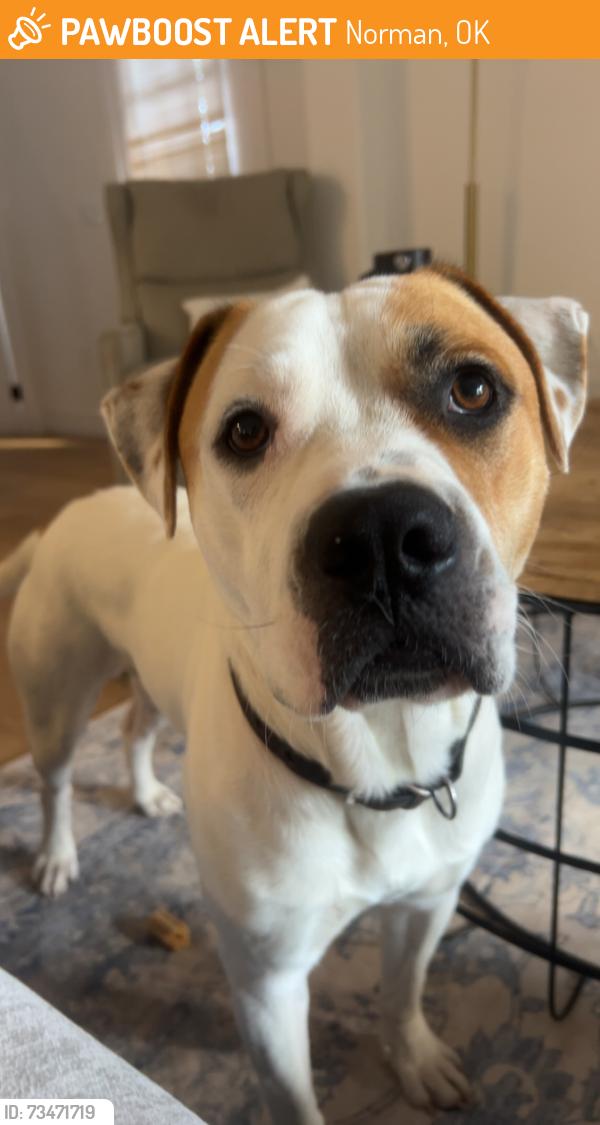 Found/Stray Male Dog last seen On the street, Norman, OK 73019