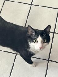 Reunited Female Cat last seen culture coffee, Salt Lake City, UT 84116