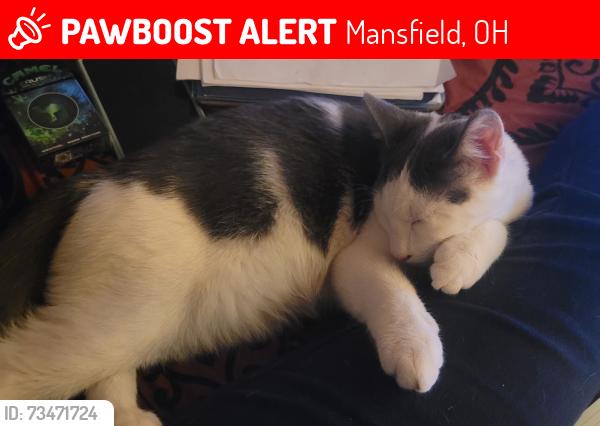 Lost Male Cat last seen S. Main ST, Mansfield, OH 44907