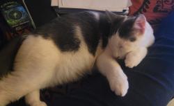 Lost Male Cat last seen S. Main ST, Mansfield, OH 44907