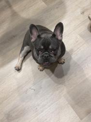 Lost Male Dog last seen Daulphin, Philadelphia, PA 19133