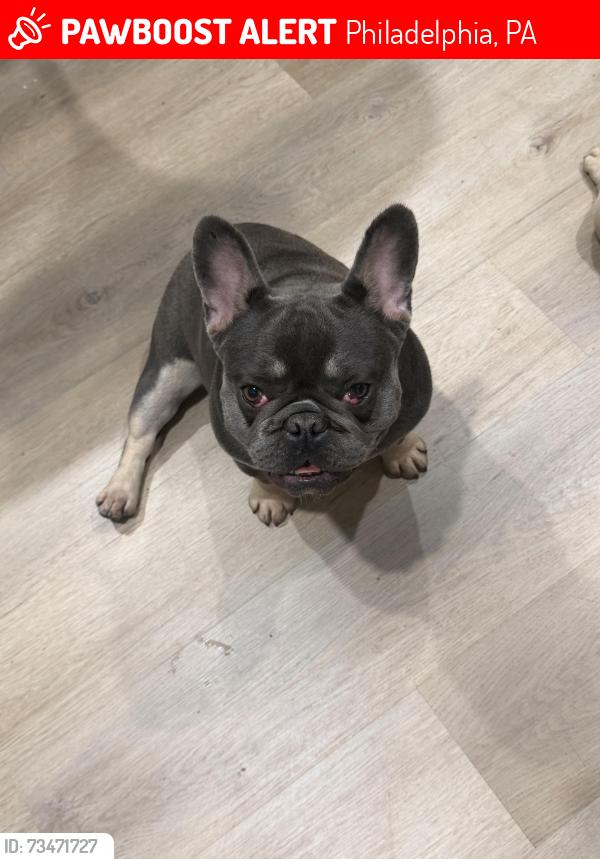 Lost Male Dog last seen Daulphin, Philadelphia, PA 19133