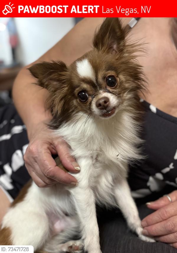 Lost Male Dog last seen Alexander & Rainbow, Las Vegas, NV 89108