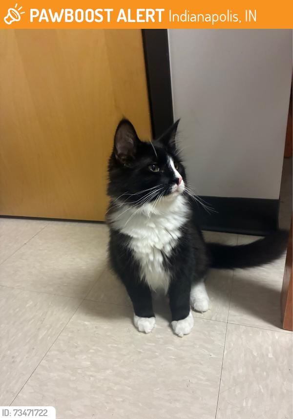 Found/Stray Male Cat last seen Marian University parking lot, Indianapolis, IN 46222