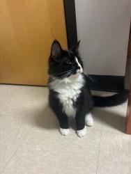 Found/Stray Male Cat last seen Marian University parking lot, Indianapolis, IN 46222