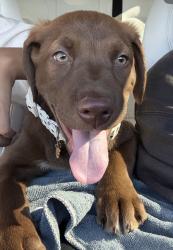 Lost Female Dog last seen Boulder and lakemead pkwy, Henderson, NV 89015