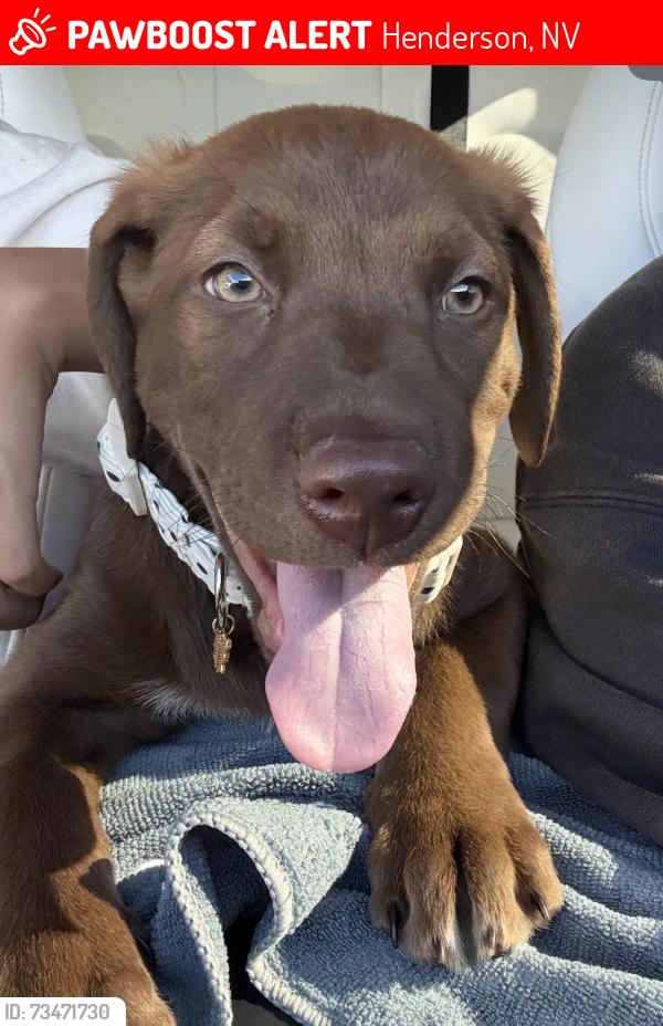 Lost Female Dog last seen Boulder and lakemead pkwy, Henderson, NV 89015