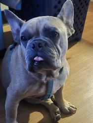 Found/Stray Male Dog last seen Imperial, Los Angeles, CA 90047